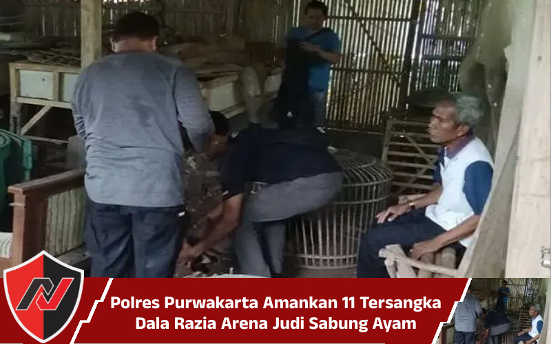 Polres Purwakarta Amankan 11 Tersangka Dala Razia Arena Judi Sabung&nbsp;Ayam